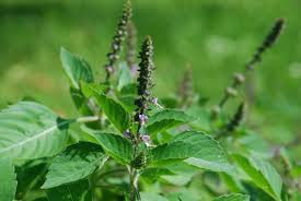 Image result for Ocimum