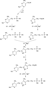 Thiamine hydrochloride is the hydrochloride salt form of thiamine, a vitamin essential for aerobic metabolism, cell growth, transmission of nerve impulses and acetylcholine synthesis. Thiamine Sciencedirect