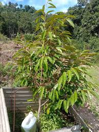 To connect with pertanian satu perniagaan, join facebook today. Perniagaan Baja Pokok Minyak Wanggi Home Facebook