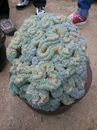 'it can make people try to get completely naked, or even try to kill each other' tourists taking powerful hallucinogenic cactus 'for fun' in mexico. Giant Peyote Cactus 9gag