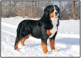 As early as 8 weeks, you can cover your rambunctious pup with a puppy insurance plan from figo. Bernese Mountain Dog Puppies And Dogs For Sale Jelena Dogshows