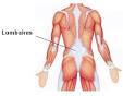 Exercices de renforcement musculaire lombaire