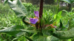 Image result for Hygrophila schulli