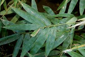Image result for Oxytenanthera abyssinica