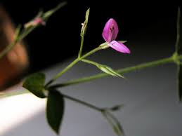 Image result for Dicliptera paniculata