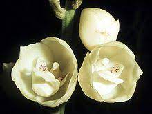 Peristeria elata is a species of orchid occurring from central america to panamá, venezuela and ecuador. Peristeria Plant Wikipedia