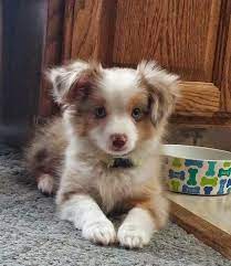 These playful mini aussiedoodle puppies are a mix between the australian shepherd and mini poodle. Toy Australian Shepherd For Sale Near Me Online Shopping Mall Find The Best Prices And Places To Buy