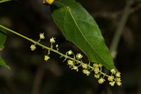 Image result for Allophylus chaunostachys