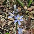 Image result for Cyanastrum johnstonii