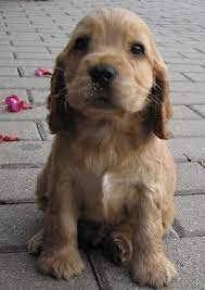 English Cocker Spaniel English Cocker Spaniel Puppies Puppies Spaniel Puppies