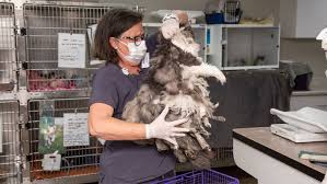 Maybe you would like to learn more about one of these? Arizona Humane Society Removes 2 Pounds Of Matted Fur From Fluffer The Cat She Gets Adopted 2 Days Later Bored Panda