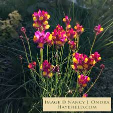 Image result for Landolphia eminiana