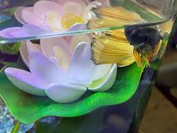 Back zoo med betta bed leaf hammock looks like a natural leaf and allows your betta to rest near the surface of the water just like. Imagitarium Lotus Lounger Betta Bed 4 Diameter Petco