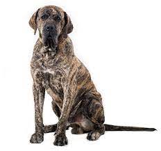 They are regarded as excellent guard dogs that will jump to protect the family without hesitation. El Fila Brasilero Presa Brasileno Todo Sobre Esta Raza De Perros