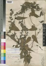 Image result for Aristolochia albida