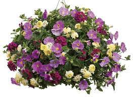 Pin On Lantana