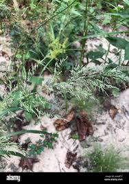 Image result for Eragrostis japonica