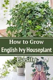How To Grow English Ivy Houseplant Easily Ivy Houseplant Ivy Plant Indoor Ivy Plants