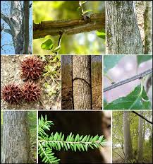 Tree identification guide by bark & leaves (most common trees in the usa). Https Extension Tennessee Edu Publications Documents Pb1756 Pdf