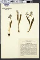 Image result for Scilla benguellensis