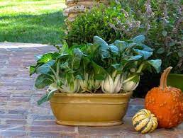 Best Most Productive Vegetables To Grow In Pots Growing Vegetables Growing Vegetables In Containers Home Vegetable Garden