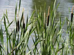 Image result for Typha