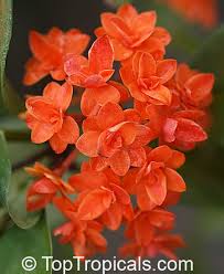 Image result for Ixora praetermissa