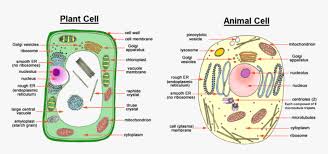 What is a difference between animal and plant cells. Image Showing Difference Between Animal Cell And Plant Hd Png Download Transparent Png Image Pngitem