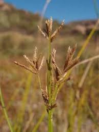 Image result for Cyperus articulatus