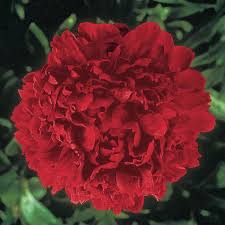 Usually, the symptoms of excess watering are similar to underwatering, but. Felix Supreme Peony Spring Hill Nurseries