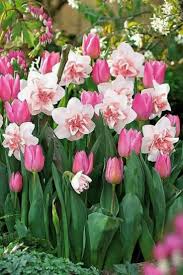 I Ve Never Seen Pink Daffodils Before Tulips Garden Spring Flowers Beautiful Flowers