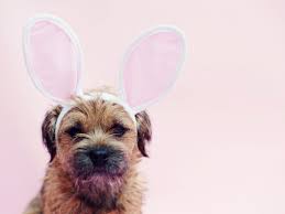 Une tablette de chocolat peut suffire à tuer un chien, quelques carrés peuvent que ce soit en petite ou grande quantité le café est toxique pour les animaux notamment les chiens et peut provoquer leur mort. Paques Pourquoi Et A Quelle Dose Le Chocolat Est Il Dangereux Pour Votre Chien