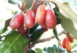Chocolate Berry Elaeagnus X Ebbingei 5m X 5m Edible Fruits April To May Make Sure Are Ripe Red And Sof Frutas Exoticas Refeicoes Para Diabeticos Frutas