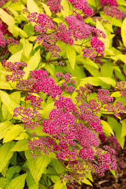 Image result for Spiraea bumalda