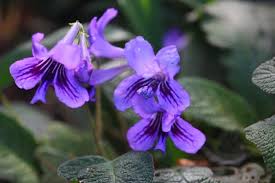 Image result for Streptocarpus