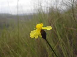 Image result for Xyris capensis