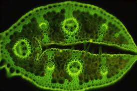 Image result for Anthephora pungens