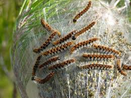 La chenille processionnaire du pin et la chenille processionnaire du chêne. Traitement Efficace Contre Les Chenilles Processionnaires