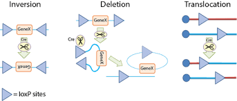 Tamoxifen is an estrogen analogue that binds with higher affinity than estrogen to altered estrogen binding domains. Addgene Cre Lox System