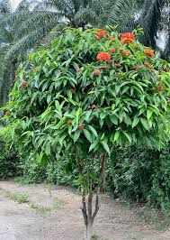 Image result for Ixora coccinea