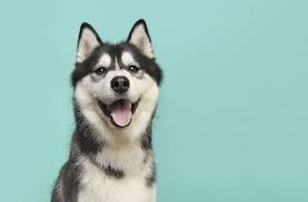 Giant alaskan malamute puppies will turn into giant adults life expectancy for an alaskan malamute is about 10 years. 450 Best Alaskan Dog Names For Malamutes Huskies Inuit Dogs My Pet S Name