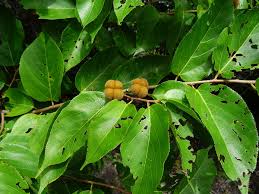 Image result for Grewia glandulosa