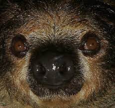 Sloth Facts Animal Facts Encyclopedia Animal Facts Animals Sloth Facts