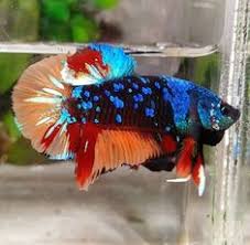 Download the perfect avatar pictures. 620 Ide Blue Black Stars Ikan Cupang Ikan Ikan Tropis