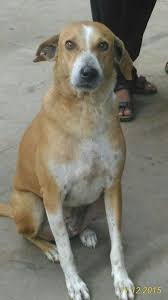 Photography By Kavi Labrador Retriever Labrador Animals
