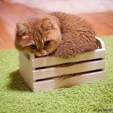 Gunun Kedisi 09 Temmuz 2018 Cute Kittens Komik Kedi Resimleri Kedi
