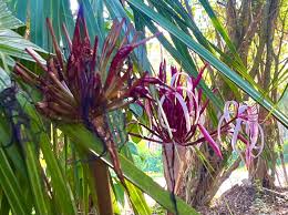 Image result for Crinum jasonii