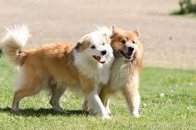 The shetland sheepdog, often known as the sheltie, is a breed of herding dog that originated in the shetland islands of scotland. Pin On Doggos