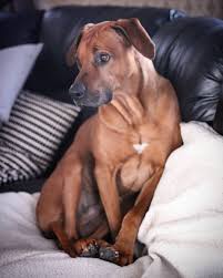 Pin By Maria On Ridgeback Love Rhodesian Ridgeback I Miss Her Doggy