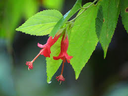 Image result for Helicteres